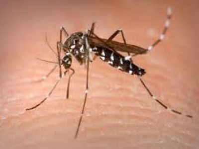 Mosquito