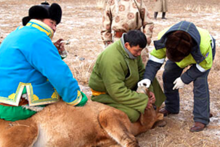 Livestock research in Mongolia