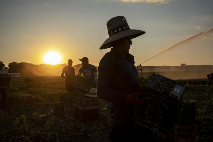 Farmers in the field