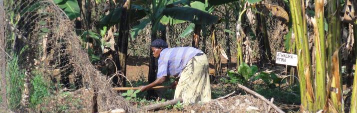 emerging plant disease and global food security