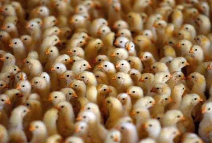 NC chicken farm
