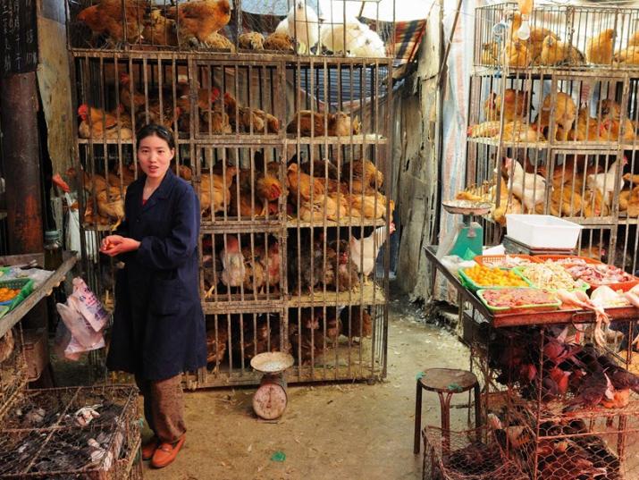 Chicken Market in Xining, China