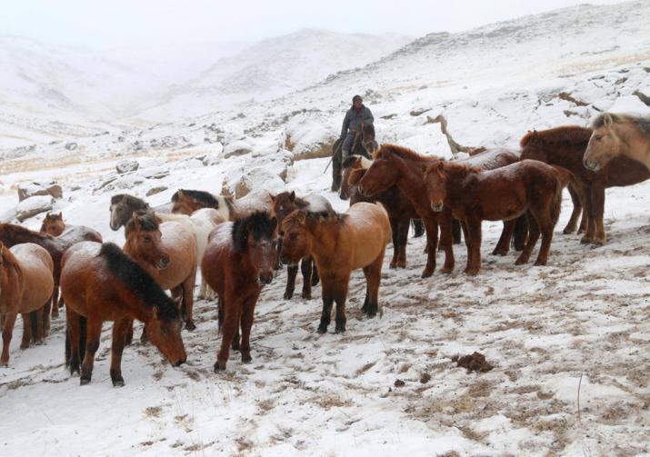 Mongolian Horses