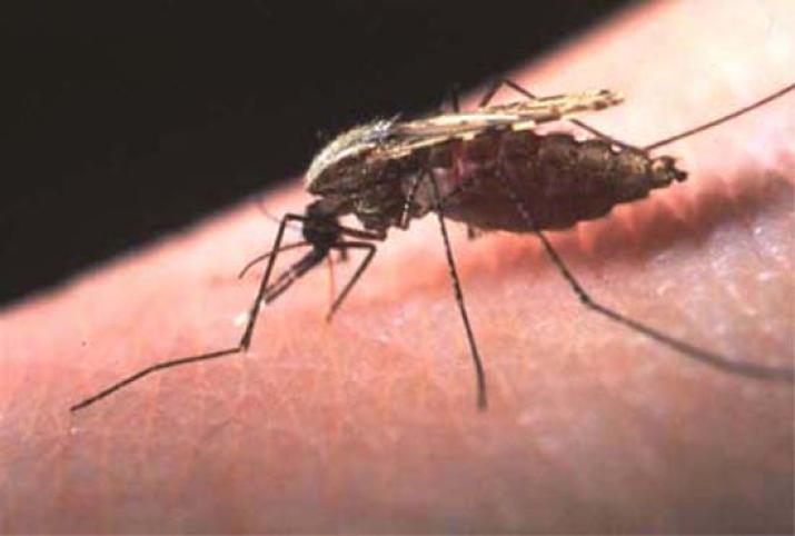 mosquito