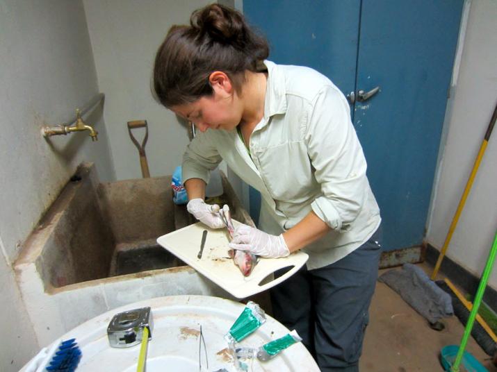 Dissecting Fish