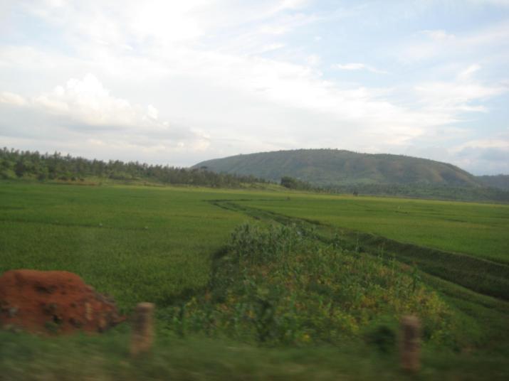 Rice paddies between Rwinkwavu and Kirehe district, Rwanda