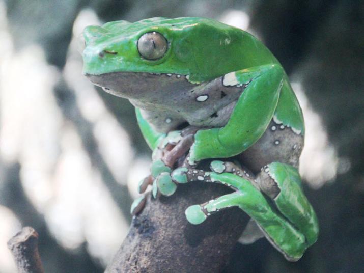 Green Monkey Frog