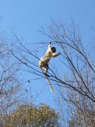 Wildlife in Northern Madagascar